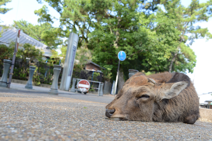 シカが歩道を歩く奈良の日常~地元で当たり前のことが外の人にとってはおもしろい_e0171573_19165110.jpg