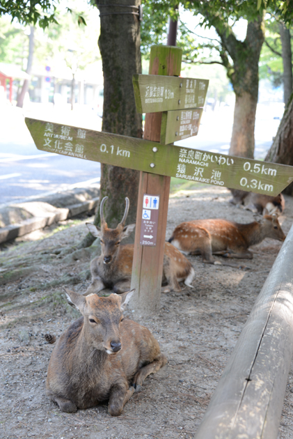 シカが歩道を歩く奈良の日常~地元で当たり前のことが外の人にとってはおもしろい_e0171573_19165979.jpg
