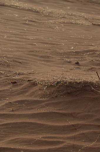 e0066474_1446519.jpg