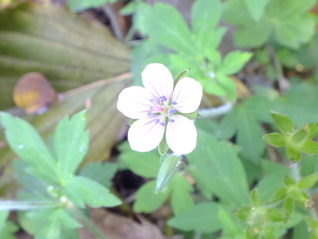 ９月２２日　くりはま花の国　その１_e0145782_18123981.jpg