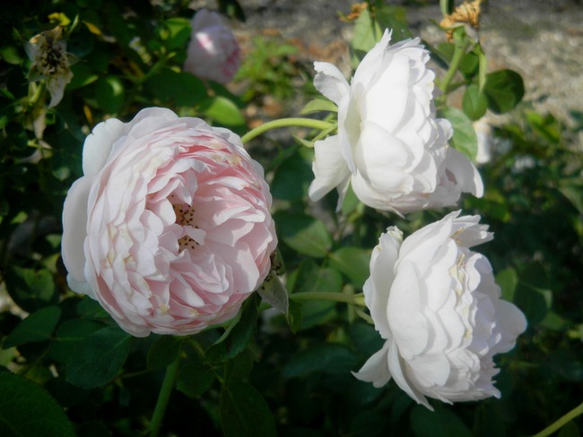 岩国錦帯橋観光情報～吉香薔薇園_c0193187_2102940.jpg