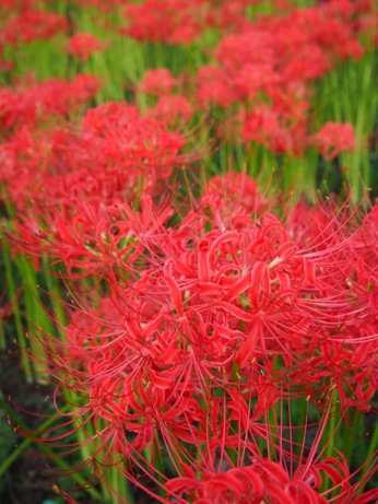 彼岸花の巾着田。_a0045293_10344434.jpg