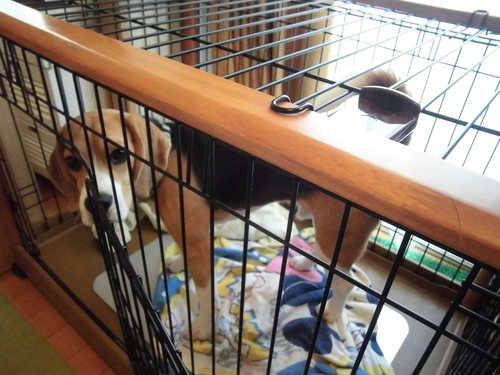 ビーグルのしつけ 室内フリーへの途 クラウス アルバスの部屋 ビーグルのしつけ 室内フリーへの途 クラウス アルバスの部屋
