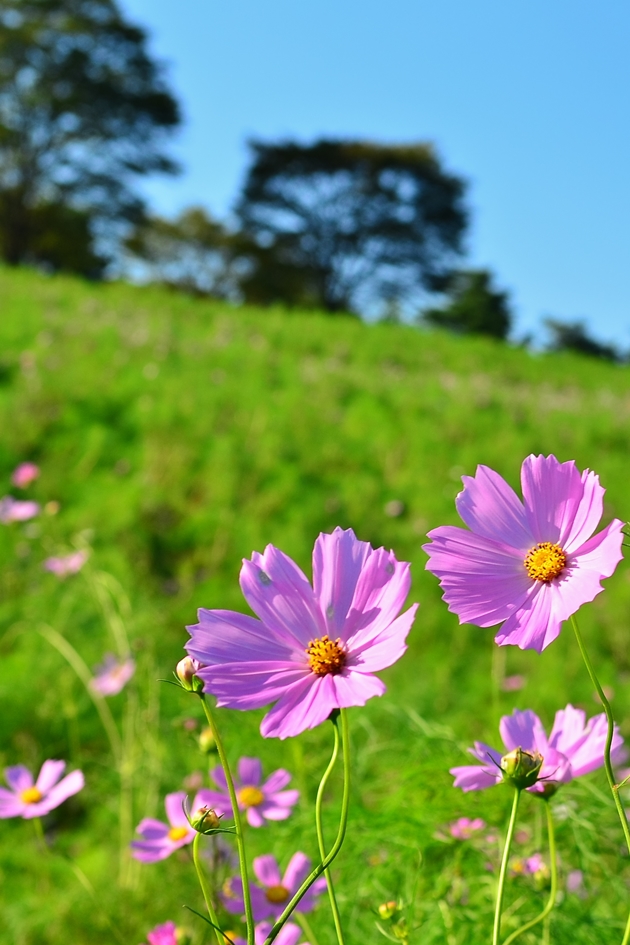 昭和記念公園 ２０１３秋 コスモス_a0267399_0522817.jpg