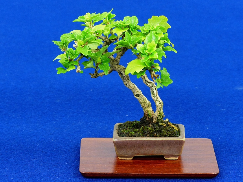 お気に入り 1428 盆栽 盆栽鉢 植木鉢 景石Ω 工芸品 - 工芸品