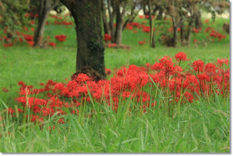 彼岸花　　（２）_a0057905_2021212.jpg