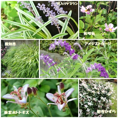 ２０１３年　秋の花_d0143705_20434743.jpg