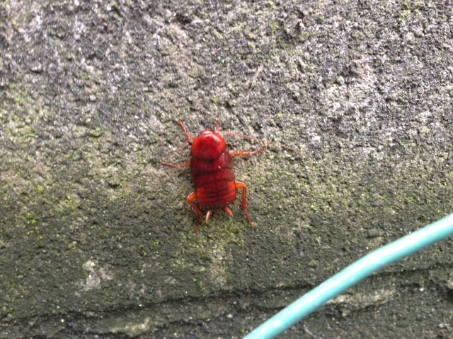 玄関脇のブロックに見慣れない赤い虫が 昆虫ブログ むし探検広場
