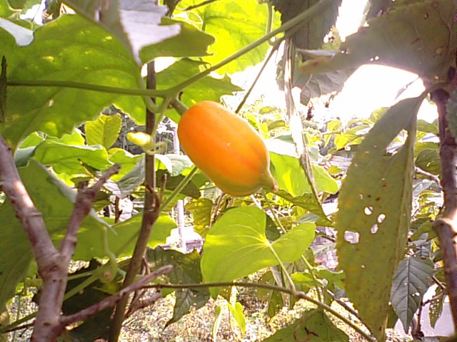 f0231709_1544564.jpg