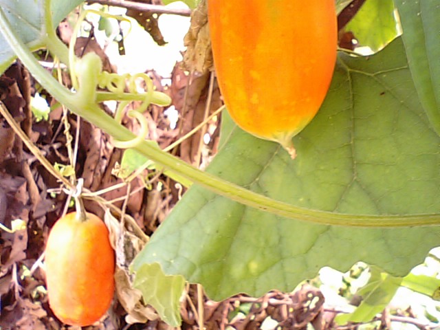 f0231709_154469.jpg