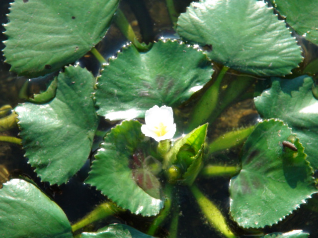 池に咲く菱の花と葉・・・2013/9/25_f0231709_1949199.jpg