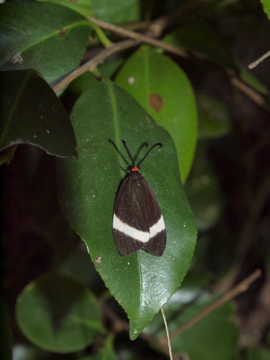 ホタルガ_c0116915_019556.jpg