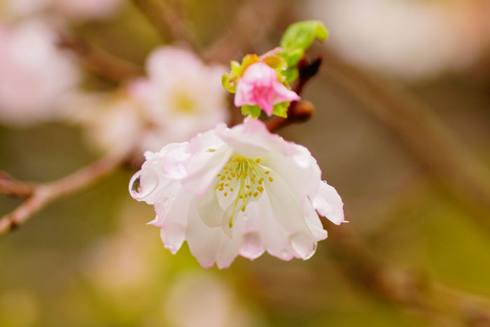 juugatu-sakura_e0077521_18573272.jpg