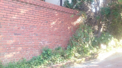 c0216434_1559376.jpg