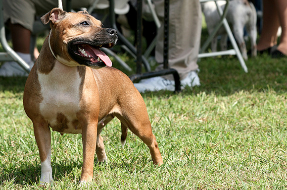 犬とのケンカが飯より好き？ スタッフォードシャー・ブル・テリア_f0295036_13372699.jpg