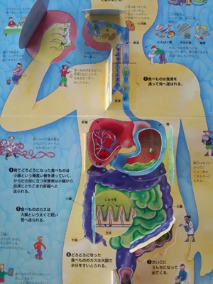 どうなってるの からだのなか ムサコママの育児日記 どうなってるの からだのなか ムサコママの育児日記