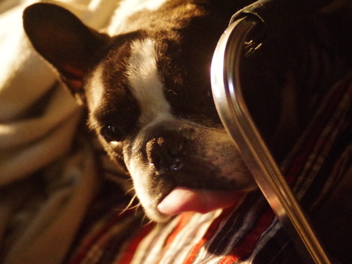 フレブル キャンプ ~キャンプアンドキャビンズ~_e0161547_2358876.jpg