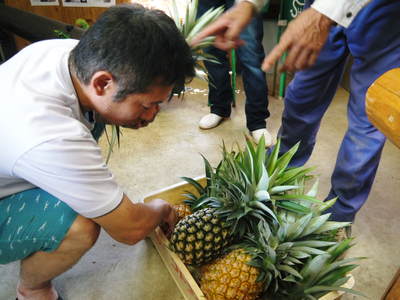 なんと！パイナップルが熊本で栽培中！パイナップルの花、ぜひご覧あれ　その１_a0254656_17205818.jpg