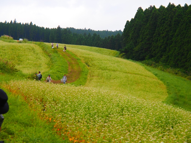 熊本〜大分方面へ、日帰りの撮影旅行_b0124456_2325523.jpg