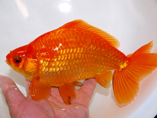 金魚 新入荷 大森町水族館