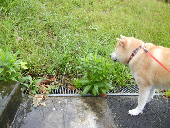 ’13,9,25(水)秋雨って長いのよね~!_f0060461_10394073.jpg