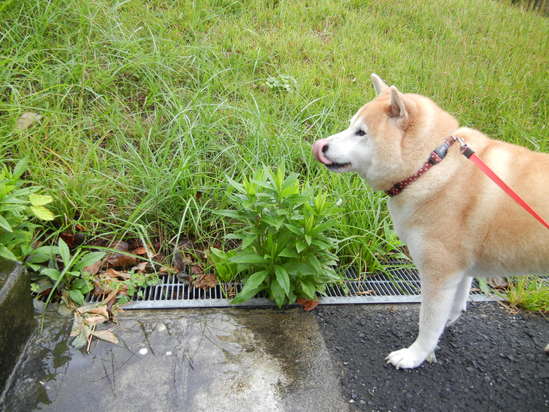 ’13,9,25(水)秋雨って長いのよね~!_f0060461_10415457.jpg