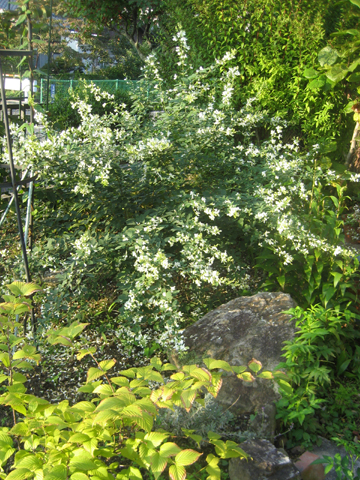c0289473_1125532.jpg