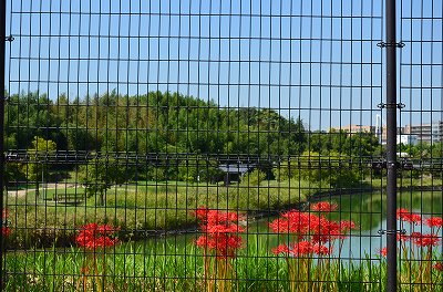 副池公園彼岸花・おはぎとぼた餅_c0229483_22384337.jpg