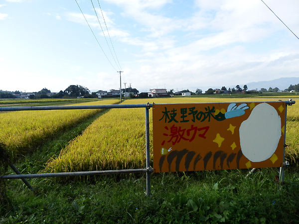 9月25日の田んぼ(上目黒小・枝野小)_d0247484_1048051.jpg