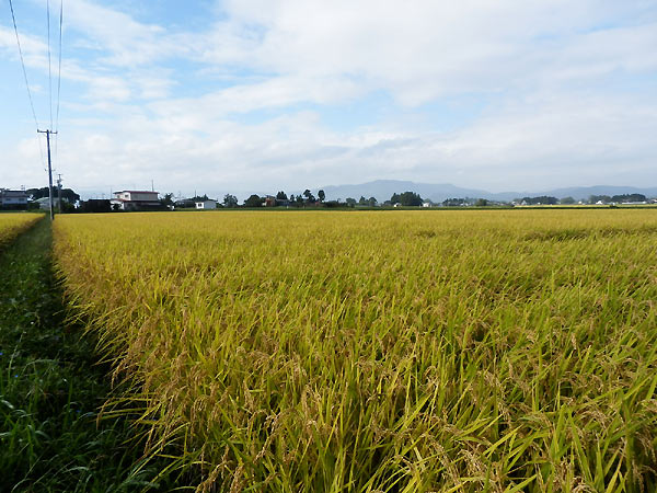 9月25日の田んぼ(上目黒小・枝野小)_d0247484_10493247.jpg
