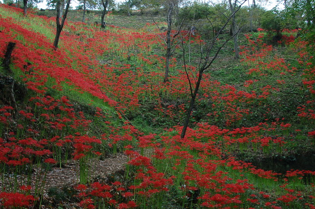 朱色の世界・・・・彼岸花_b0203588_19344372.jpg