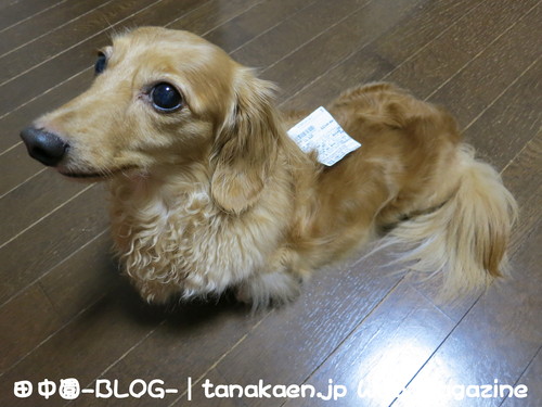 貧乏暇無し！_b0200291_2037178.jpg