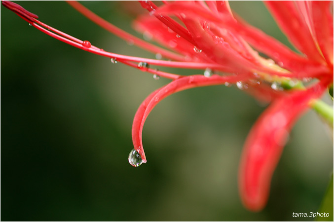 雨の中のヒガンバナ_d0024291_21285314.jpg