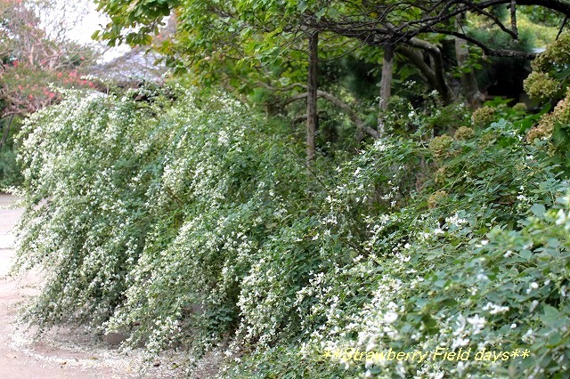 萩の寺　鎌倉　宝戒寺_c0087094_14101885.jpg