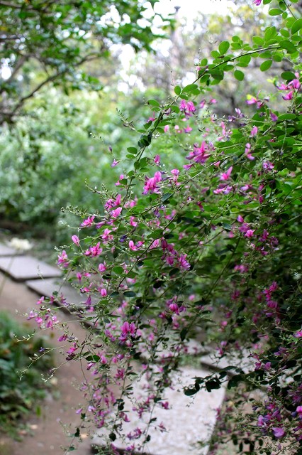 萩の寺　鎌倉　宝戒寺_c0087094_14202125.jpg