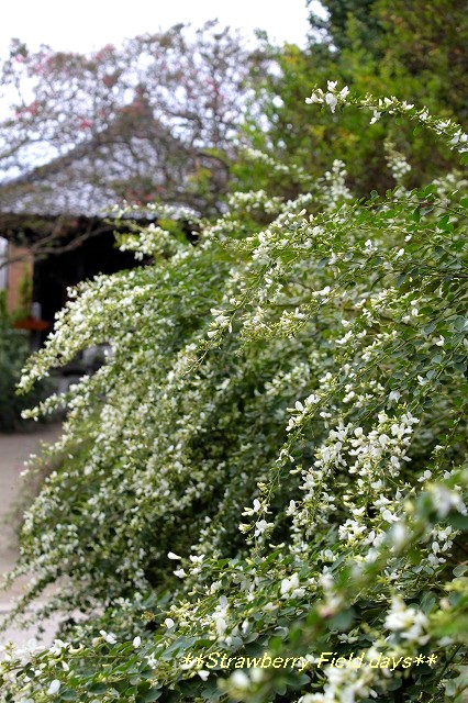 萩の寺　鎌倉　宝戒寺_c0087094_1445391.jpg