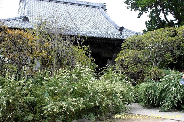 萩の寺　鎌倉　宝戒寺_c0087094_1452320.jpg