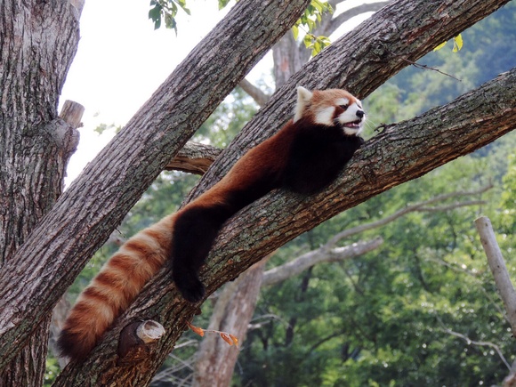 レッサーパンダご一家 ｜ 円山動物園_e0319302_17142555.jpg