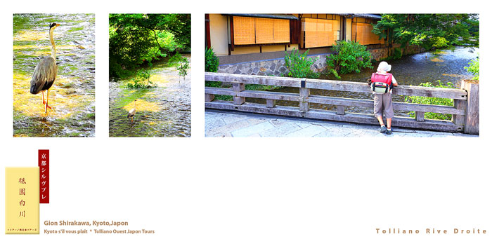 京都シルヴプレ172 祇園白川の蒼鷺さん_f0038408_16374947.jpg