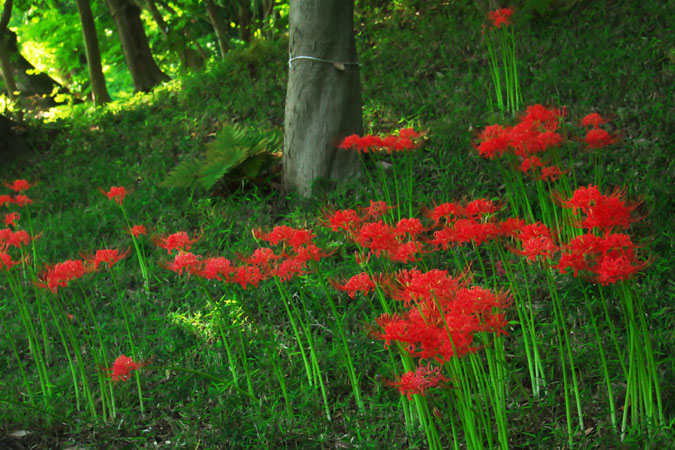 小石川後楽園の彼岸花1_a0263109_1012663.jpg