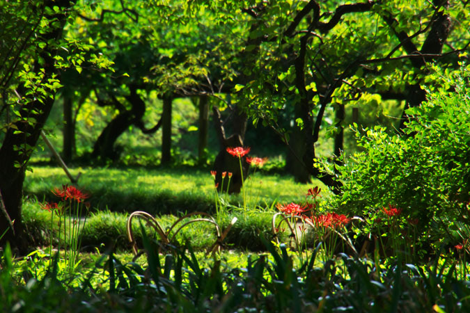 小石川後楽園の彼岸花2_a0263109_106156.jpg