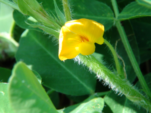 落花生の花と名前の由来 13 9 26 徳ちゃん便り 落花生の花と名前の由来 13 9 26 徳ちゃん便り