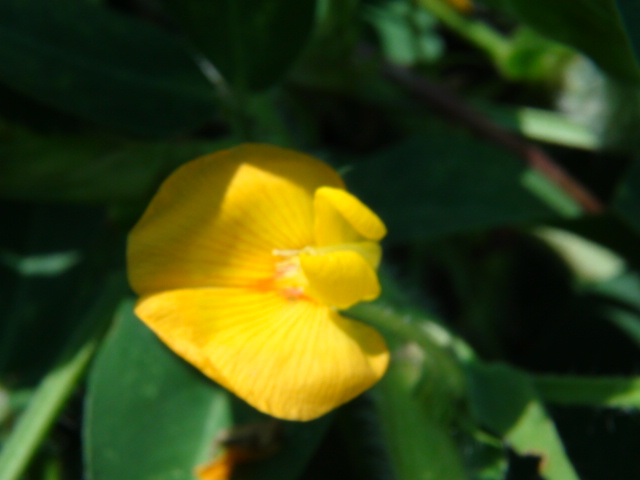 落花生の花と名前の由来 13 9 26 徳ちゃん便り