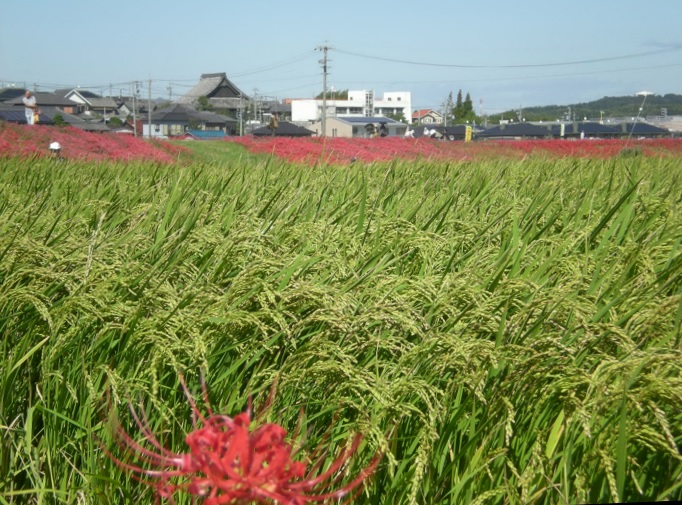 今年のコメの出来は_b0303816_20535693.jpg