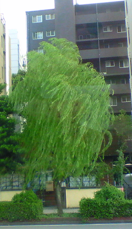 c0097620_2049501.png