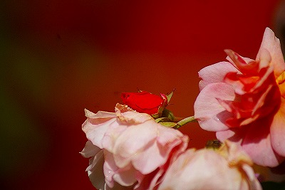 f0170524_13212749.jpg