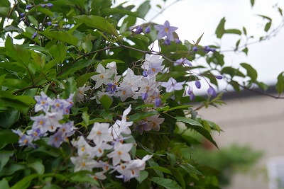 f0170524_1327179.jpg