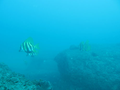 2013年9月26日(水・晴れ)室戸_d0164831_15474027.jpg