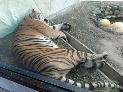 福岡市動・植物園　2013年9月26日_a0129233_2037139.jpg