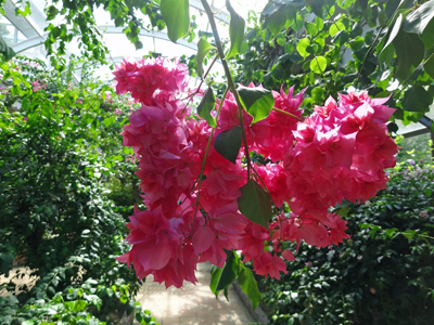 福岡市動・植物園　2013年9月26日_a0129233_20412016.jpg